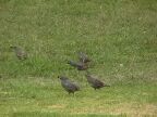 622 Quail.JPG (116 KB)